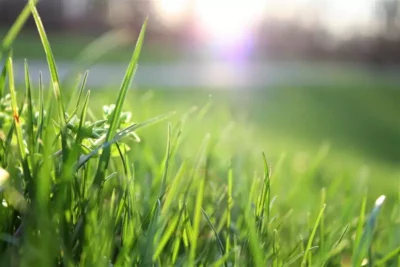 Czy warto stosować samozagęszczającą się trawę?