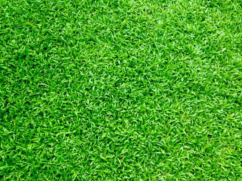 Jak pozbyć się skoszonej trawy z ogrodu?
