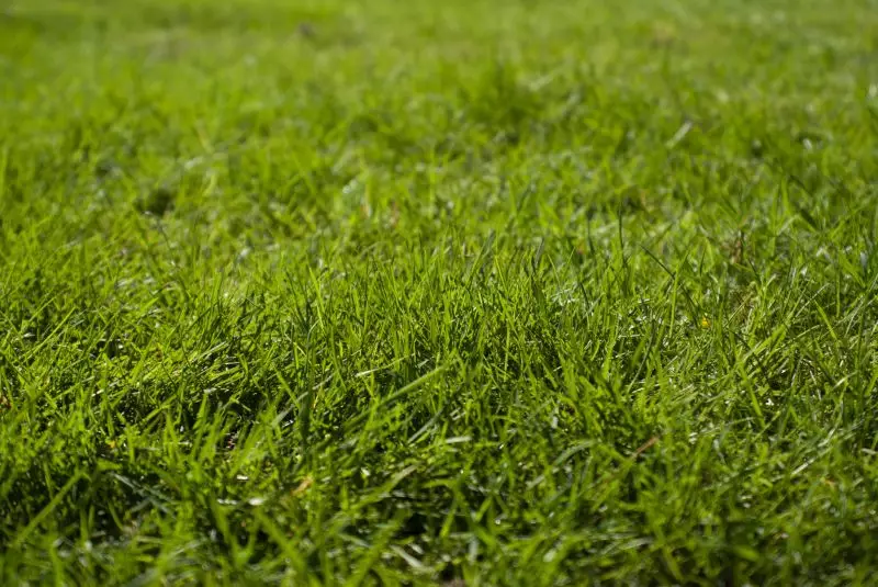 Jak sprawić, aby trawa równo rosła?
