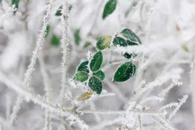 Kiedy okrywać rośliny na zimę?