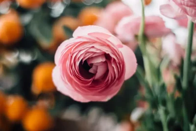 Kwiaty wieloletnie do ogrodu bez wykopywania – przykłady