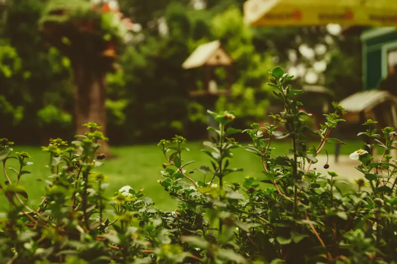 Opieka nad ogrodem – co musisz o niej wiedzieć?