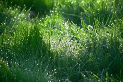 Piaskowanie trawnika – po co to robić?