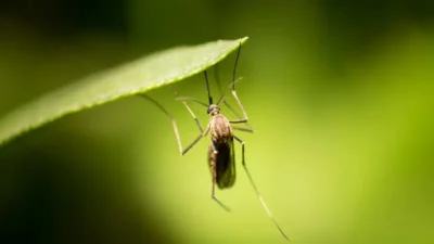 Rośliny na komary – które je odstraszą?